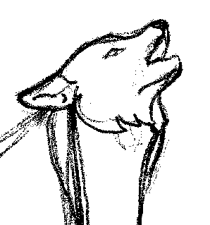 [Wolf Head #1 - 4040 bytes]